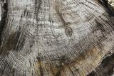 Polished Petrified Wood (Oak) Slab - Oregon #68055-1